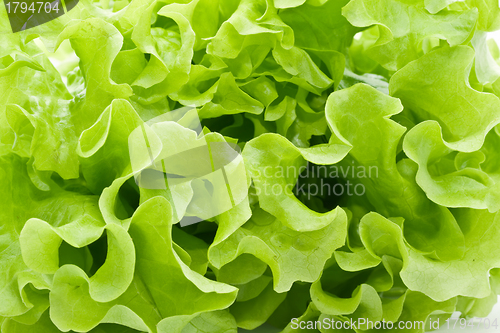 Image of Lettuce