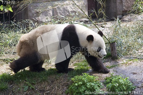 Image of Panda