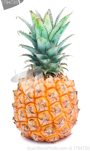 Image of Pineapple