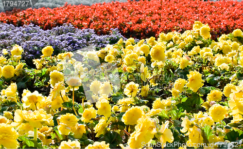 Image of Flowers