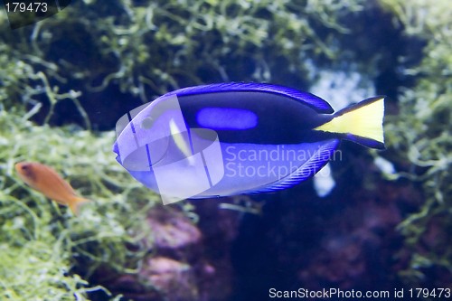 Image of Blue surgeonfish