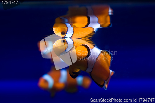 Image of Exotic fish