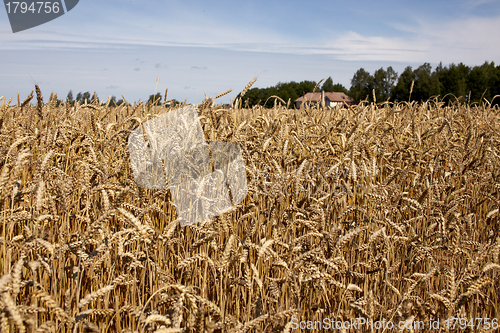 Image of Wheat field background