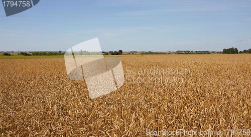 Image of Harvest-2012. Wheat field background.