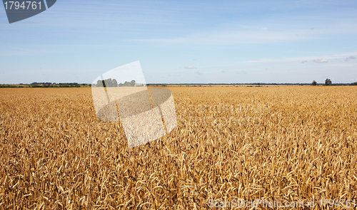 Image of Harvest-2012. Wheat field background.