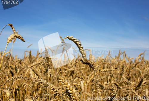 Image of Harvest-2012. Wheat field background.