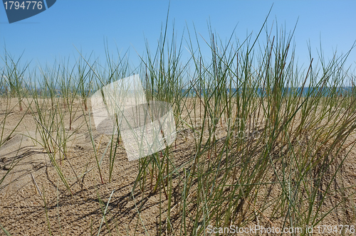 Image of Dune vegetation