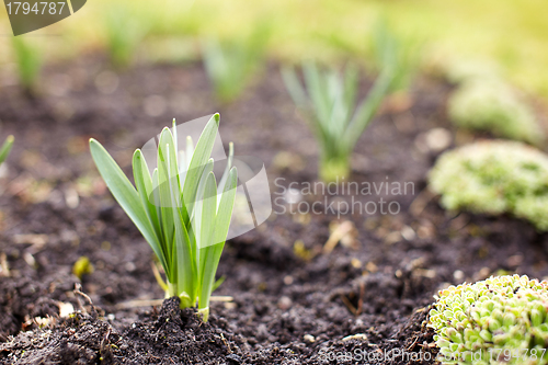 Image of Spreing plants