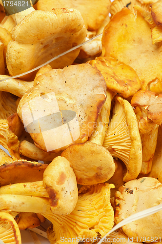 Image of Chanterelles Background