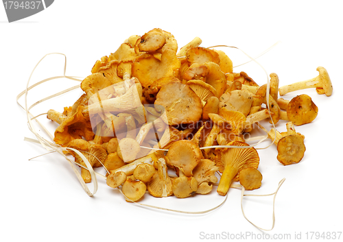 Image of Heap of Fresh Raw Chanterelle Mushrooms