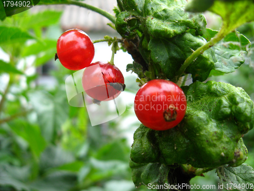 Image of The small bug on a berry