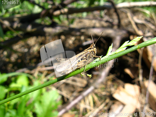 Image of Grey grasshopper