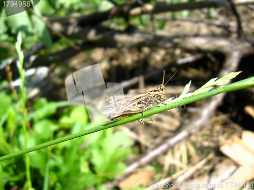 Image of Grey grasshopper