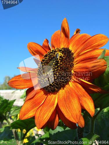 Image of sunflower on the blue sky background