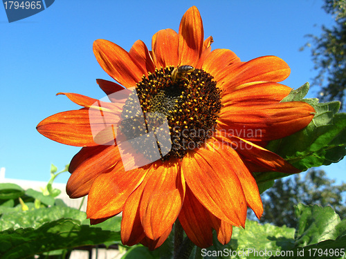 Image of sunflower on the blue sky background