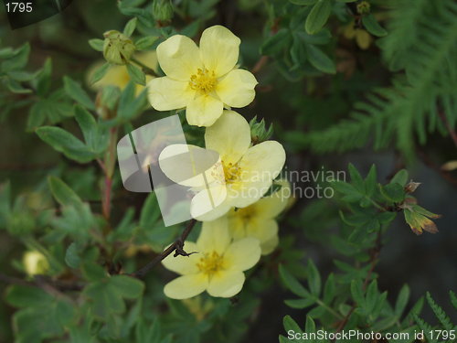 Image of Primroses_Primula vulgaris 23.06.2001