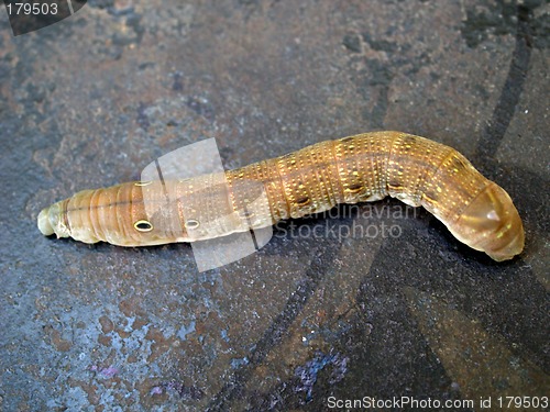 Image of Isidoros Worm