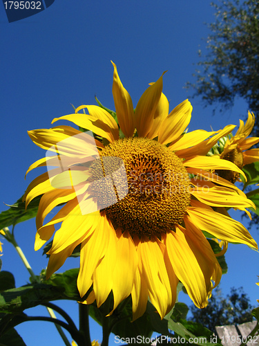 Image of beautiful yellow  sunflower