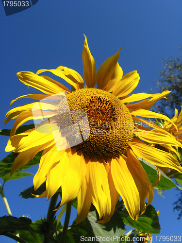 Image of beautiful yellow  sunflower