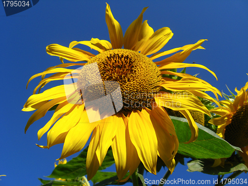 Image of beautiful yellow  sunflower