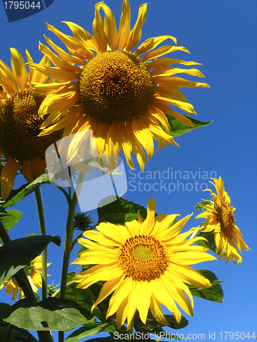 Image of beautiful yellow  sunflower
