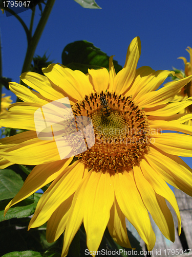 Image of The yellow fly on a sunflower