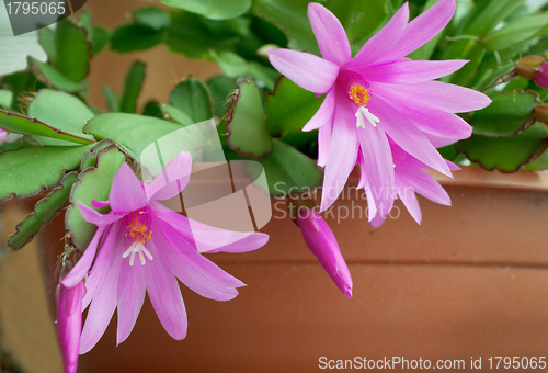Image of Beautiful flower of the cactus