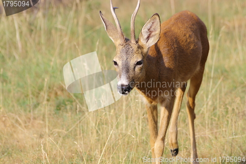 Image of roe deer buck approaching