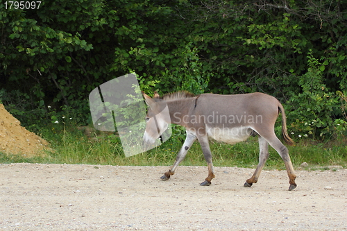 Image of donkey on the road