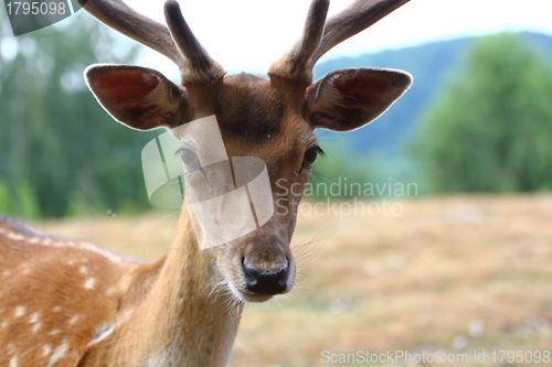 Image of fallow deer male