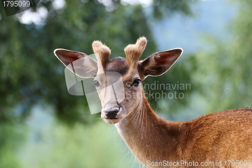 Image of fallow deer stag