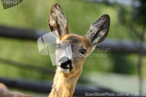 Image of portrait of a roe deer