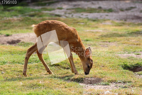 Image of roe deer calf