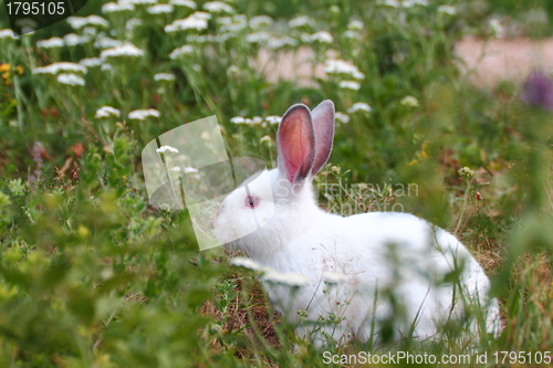 Image of white rabbit