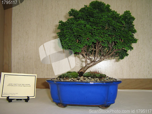 Image of Bonsai Tree