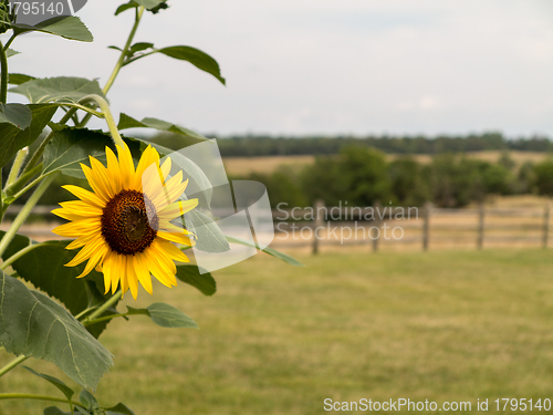 Image of Single sunflower with fence and meadow in background
