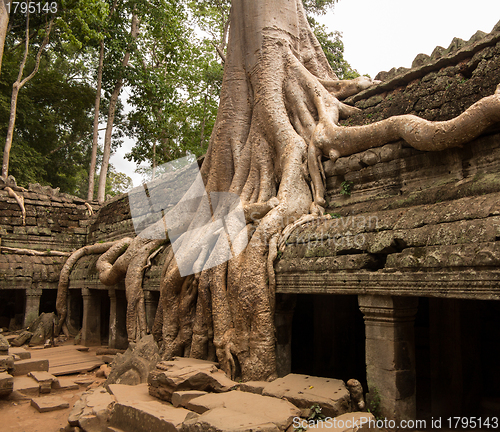 Image of Ta Prohm Temple in Angkor Thom Cambodia