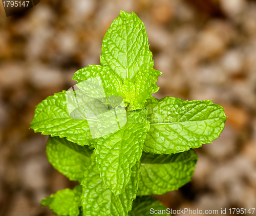 Image of Mint leaves on herb plant in macro