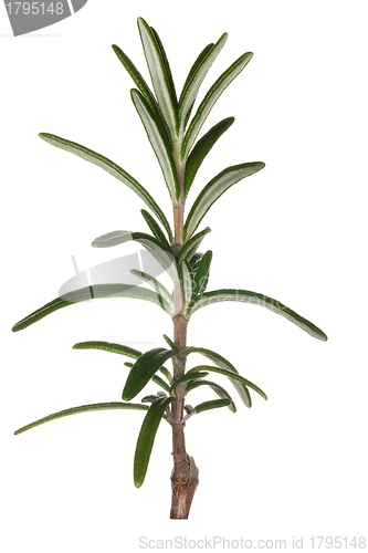 Image of Macro rosemary herb isolated against white