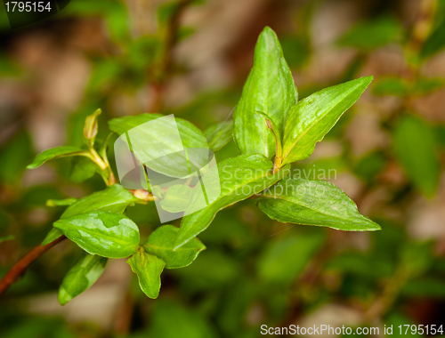 Image of Macro Vietnamese Coriander herb plant