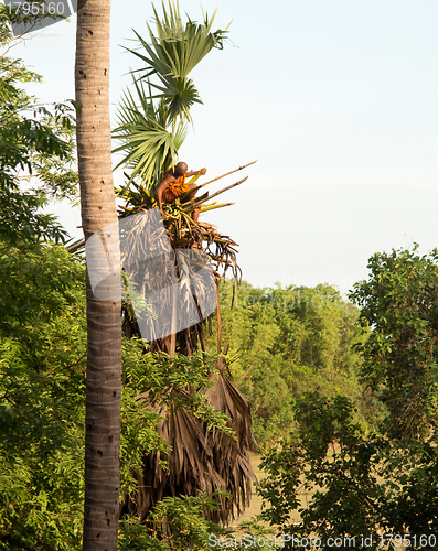 Image of Buddhist monk climbing palm tree