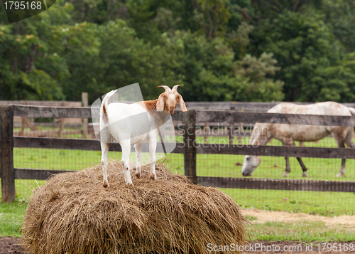 Image of White goat on straw bale in farm field