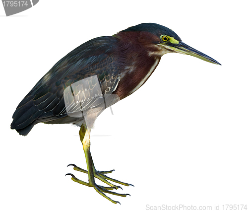 Image of Green Heron isolated on white