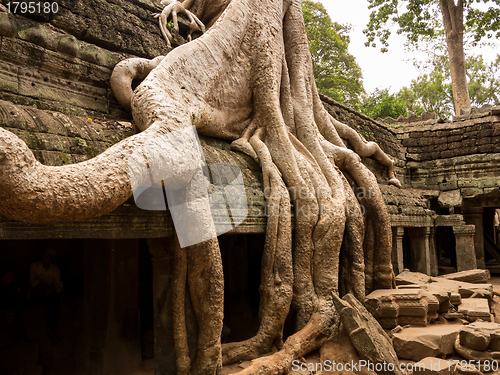 Image of Ta Prohm Temple in Angkor Thom Cambodia