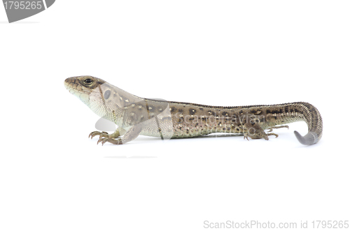 Image of  lizard