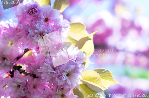 Image of  cherry flowers    