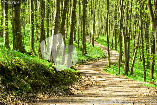 Image of green forest 