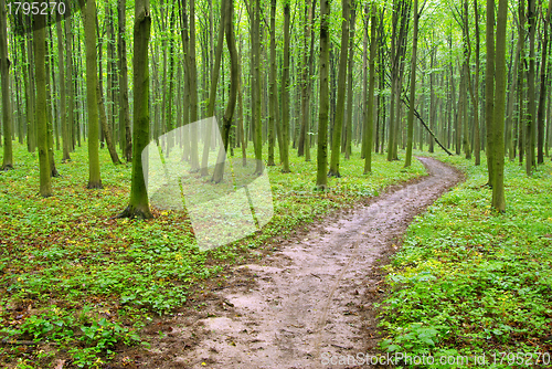 Image of green forest