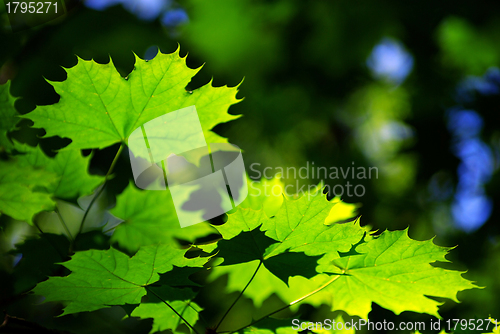 Image of green leaves