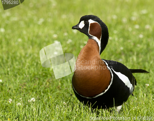 Image of Red-breasted goose 